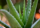 Aloe Vera: Natuurlijke Wonderplant met Talloze Voordelen