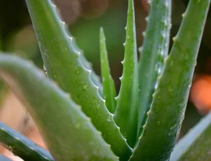 Aloe Vera: Natuurlijke Wonderplant met Talloze Voordelen