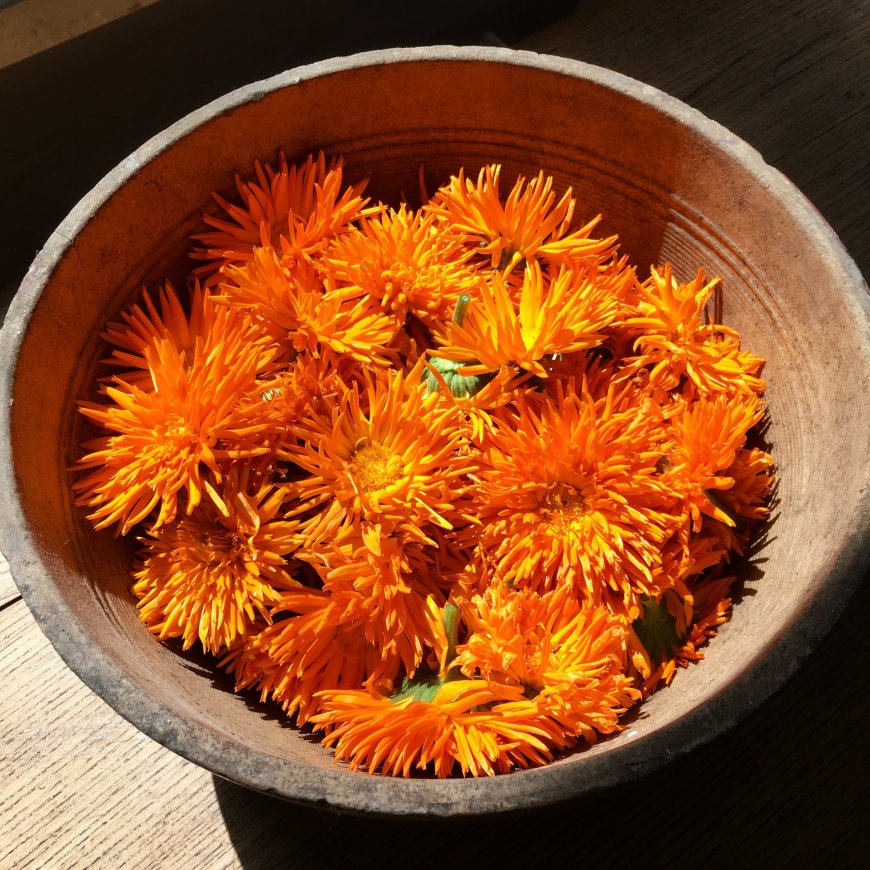 De Geneeskrachtige Werking van Calendula: Natuurlijke Heling voor Lichaam en Huid