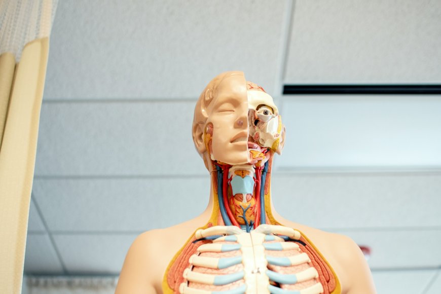 De Biologische Processen van Daten: Een Diepgaande Kijk op Liefde en Chemie