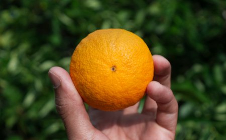 Biologisch Eten: Voordelen, Duurzaamheid en Tips